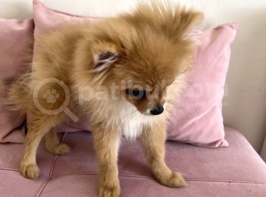 4 Aylık Tilki Surat Erkek Pomeranian görsel