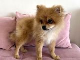 4 Aylık Tilki Surat Erkek Pomeranian