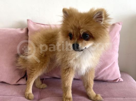 4 Aylık Tilki Surat Erkek Pomeranian görsel