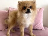 4 Aylık Tilki Surat Erkek Pomeranian