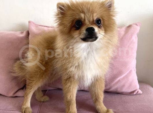 4 Aylık Tilki Surat Erkek Pomeranian görsel