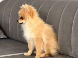 4 Aylık Tilki Surat erkek Pomeranian