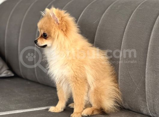4 Aylık Tilki Surat Erkek Pomeranian