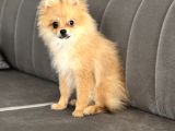 4 Aylık Tilki Surat Erkek Pomeranian