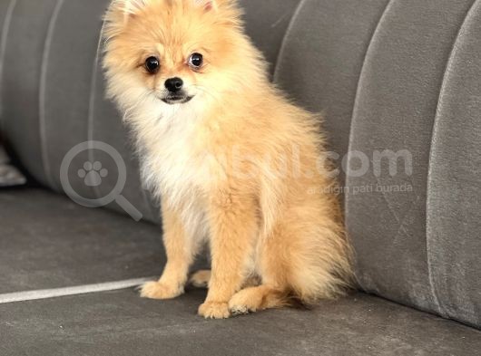 4 Aylık Tilki Surat Erkek Pomeranian görsel