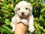 Sevimli Teacup Sıfır Burun Maltese Bebeklerim