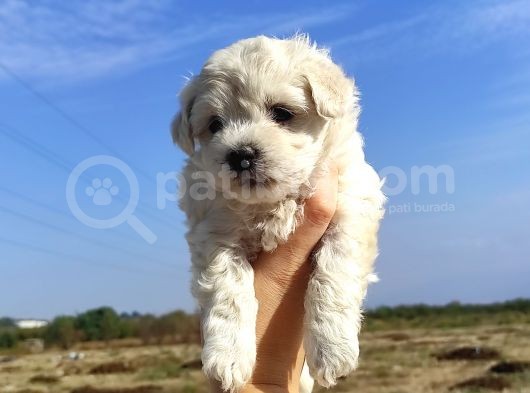 Sevimli Teacup Sıfır Burun Maltese Bebeklerim