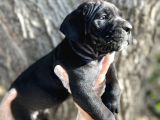 İri Cüsseli Cane Corso Yavrular
