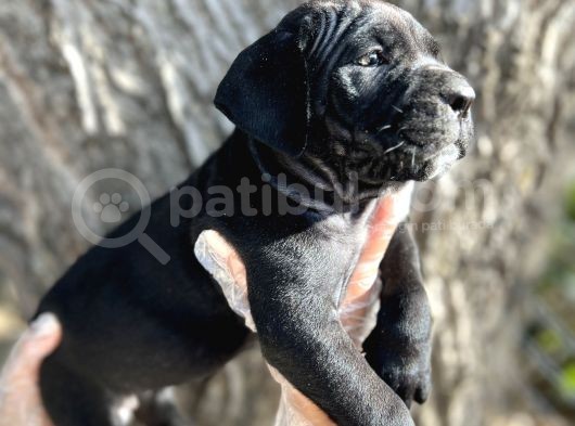 İri Cüsseli Cane Corso Yavrular görsel