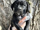 İri Cüsseli Cane Corso Yavrular