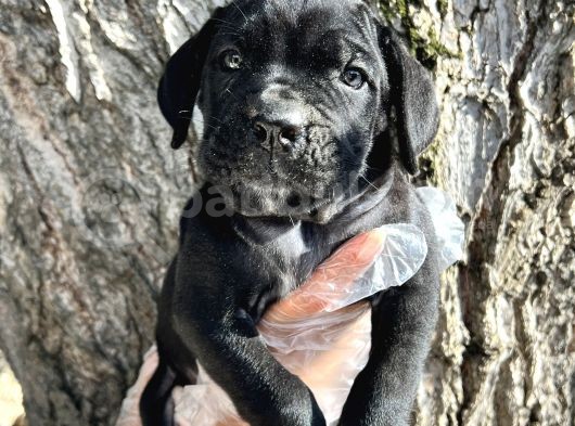 İri Cüsseli Cane Corso Yavrular görsel