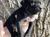 İri Cüsseli Cane Corso Yavrular
