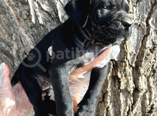 İri Cüsseli Cane Corso Yavrular görsel
