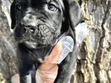 İri Cüsseli Cane Corso Yavrular