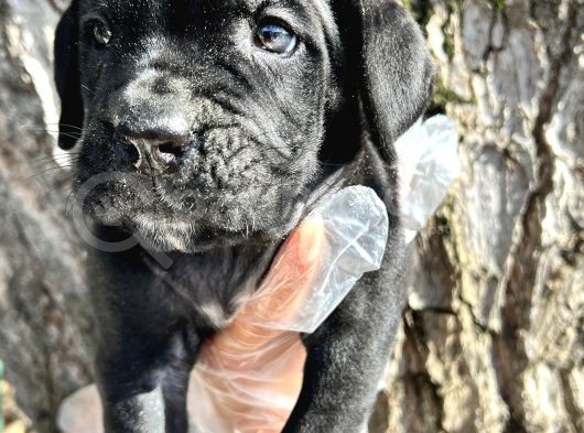 İri Cüsseli Cane Corso Yavrular görsel