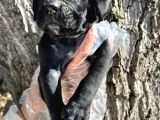 İri Cüsseli Cane Corso Yavrular
