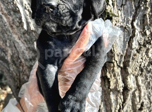 İri Cüsseli Cane Corso Yavrular görsel