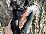 İri Cüsseli Cane Corso Yavrular