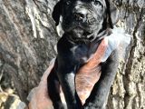 İri Cüsseli Cane Corso Yavrular