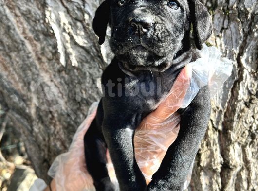 İri Cüsseli Cane Corso Yavrular görsel
