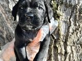 İri Cüsseli Cane Corso Yavrular