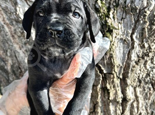 İri Cüsseli Cane Corso Yavrular görsel