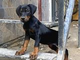 FCİ KİF KAYITLI MİCROCHİOP PASAPORTLU DİSİ DOBERMAN