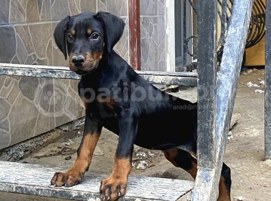 Fci̇ Ki̇f Kayitli Mi̇crochi̇op Pasaportlu Di̇si̇ Doberman