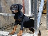 Fci̇ Ki̇f Kayitli Mi̇crochi̇op Pasaportlu Di̇si̇ Doberman