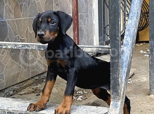 Fci̇ Ki̇f Kayitli Mi̇crochi̇op Pasaportlu Di̇si̇ Doberman görsel