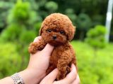 RED BROWN DİSİ ERKEK SAFKAN TOY POODLE YAVRULARIMIZ