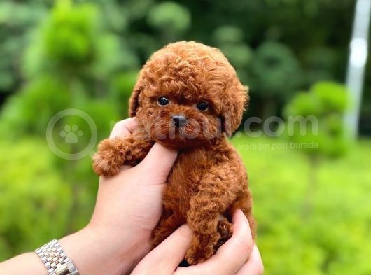 Red Brown Di̇si̇ Erkek Safkan Toy Poodle Yavrularimiz