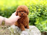 Red Brown Di̇si̇ Erkek Safkan Toy Poodle Yavrularimiz