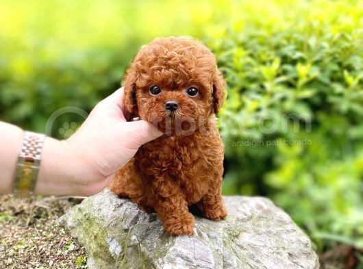 Red Brown Di̇si̇ Erkek Safkan Toy Poodle Yavrularimiz görsel