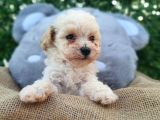 F1 Süper Kali̇te Malti̇poo Di̇şi̇