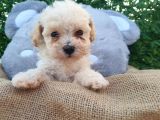 F1 Süper Kali̇te Malti̇poo Di̇şi̇