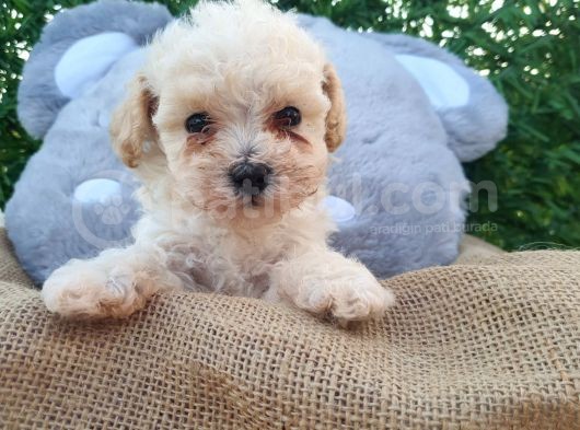 F1 Süper Kali̇te Malti̇poo Di̇şi̇ görsel