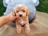 MÜKEMMEL KALİTE TOY POODLE DİŞİ