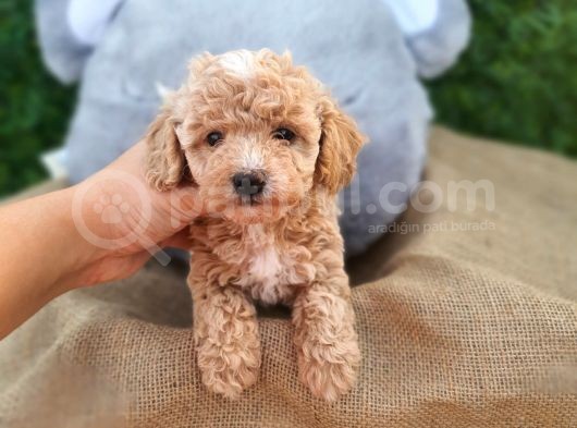 Mükemmel Kali̇te Toy Poodle Di̇şi̇