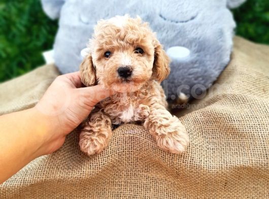 Mükemmel Kali̇te Toy Poodle Di̇şi̇ görsel