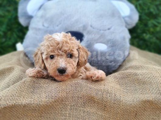Mükemmel Kali̇te Toy Poodle Di̇şi̇ görsel