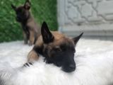 Orji̇nal Safkan Belçi̇ka Kurdu Erkek