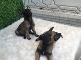 Orji̇nal Safkan Belçi̇ka Kurdu Erkek