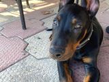 doberman erkek safkan orjinal