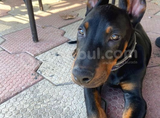 Doberman Erkek Safkan Orjinal