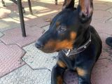 Doberman Erkek Safkan Orjinal