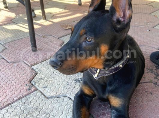 Doberman Erkek Safkan Orjinal görsel