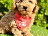 Sıfır numara  maltipoo