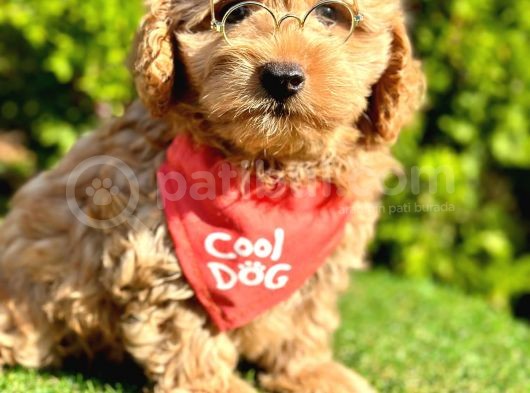 Sıfır Numara  Maltipoo