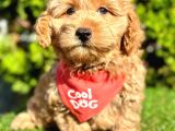 Sıfır Numara  Maltipoo